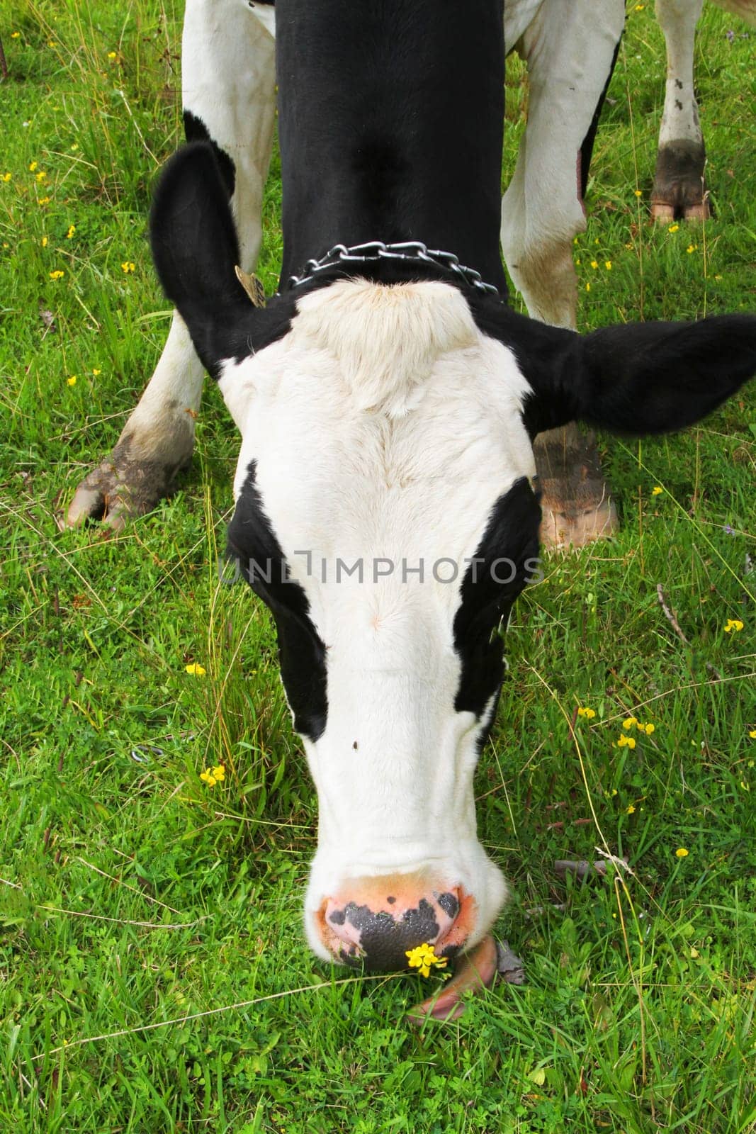 Closeup of black and white cow with black eyes