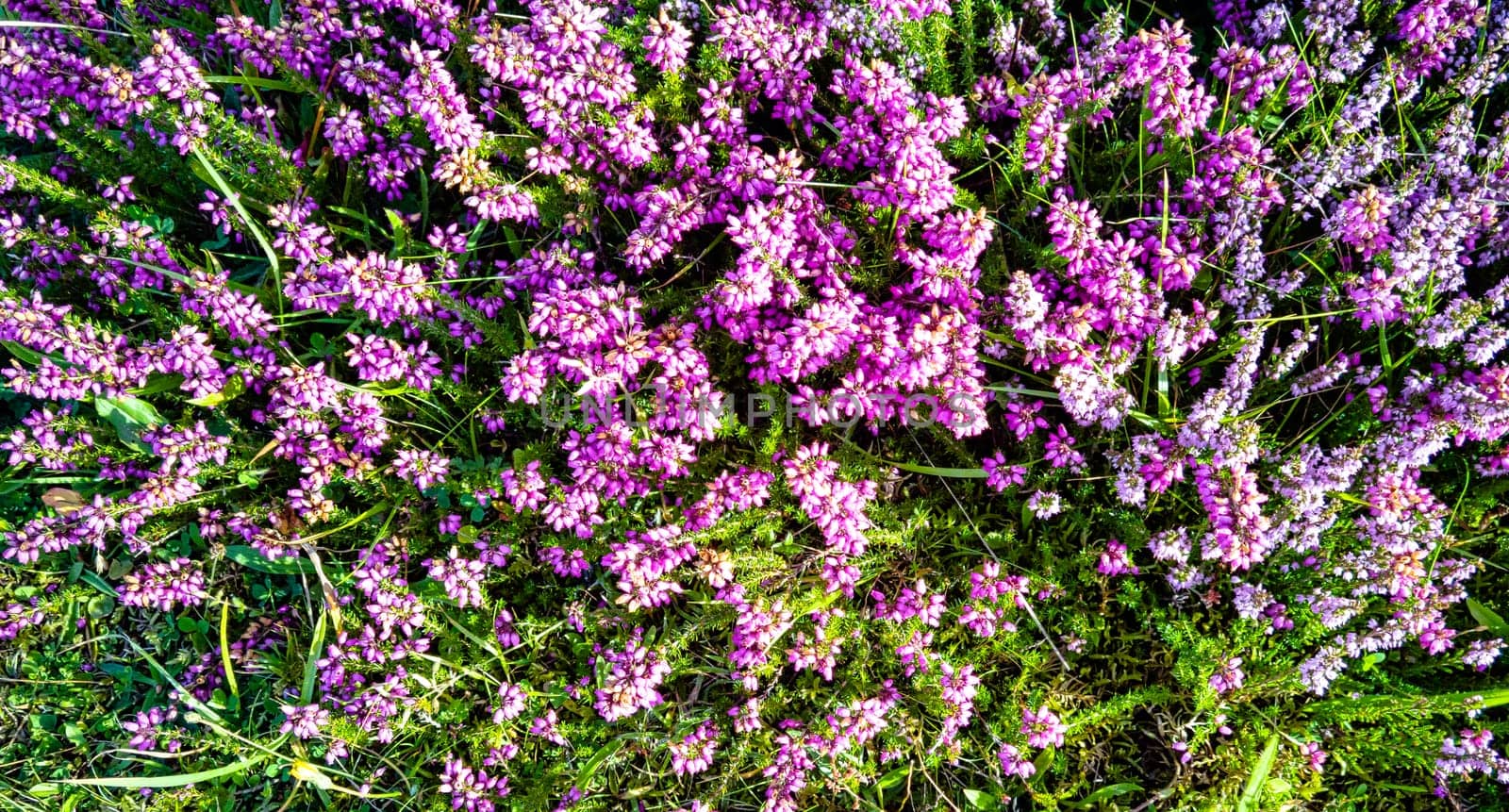 Verbena bonariensis known as purpletop, clustertop, South American, Brazilian or Argentinian vervain, tall and pretty verbena