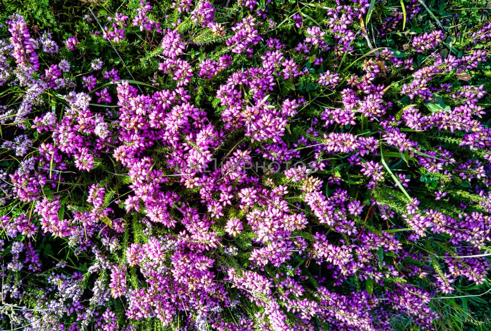 Verbena bonariensis known as purpletop, clustertop, South American, Brazilian or Argentinian vervain, tall and pretty verbena