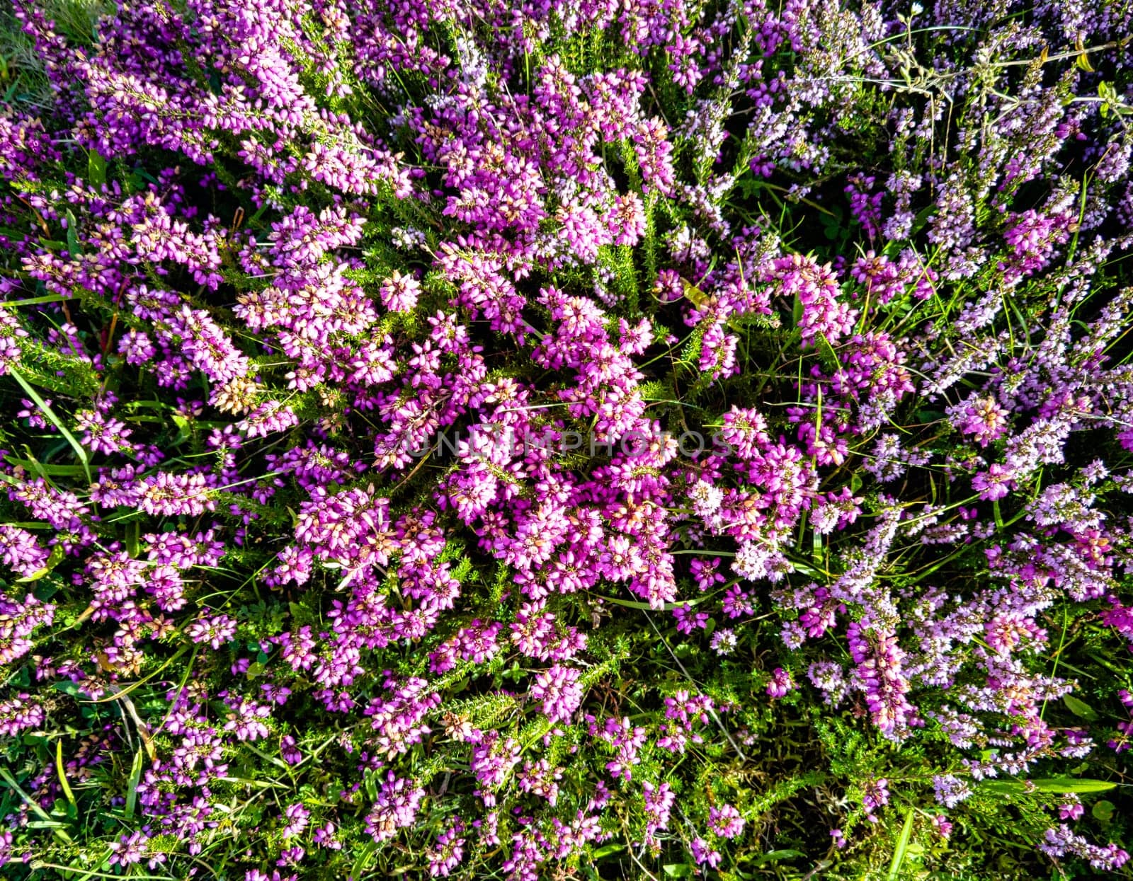 Verbena bonariensis known as purpletop, clustertop, South American, Brazilian or Argentinian vervain, tall and pretty verbena