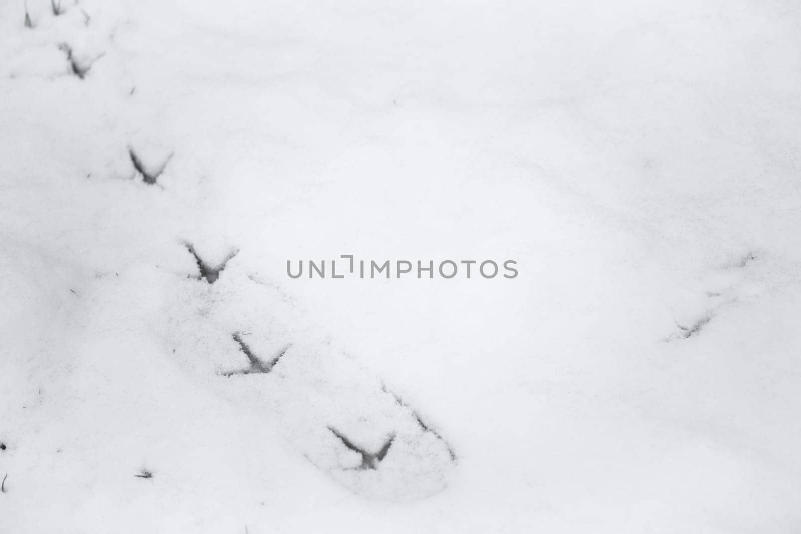 Background snow texture, with fresh pheasant footprint trail by RhysL