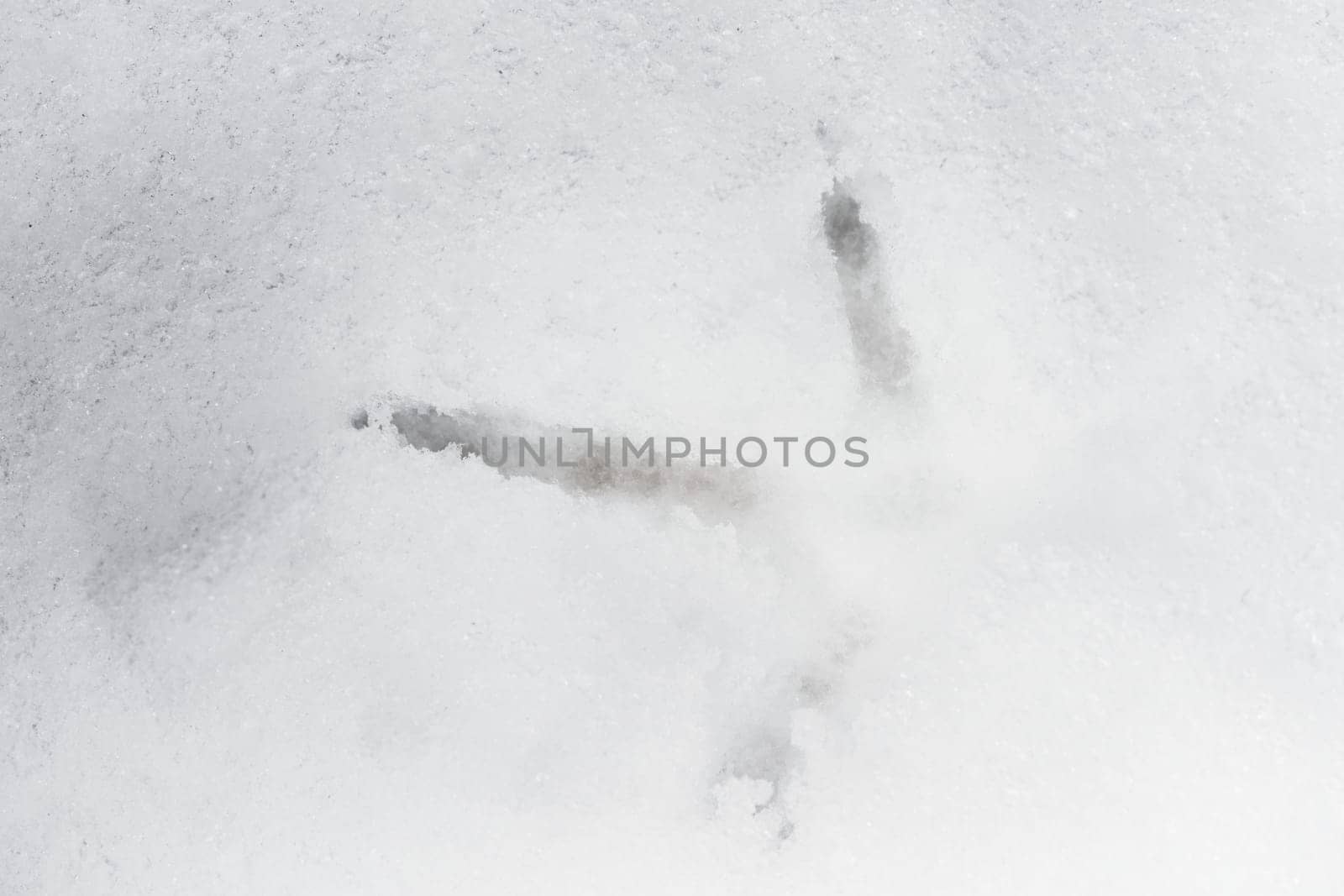 Full frame close up image of a pheasants footprint in deep snow. Cold weather and the frozen setting combine to give this winter theme. Three toes.