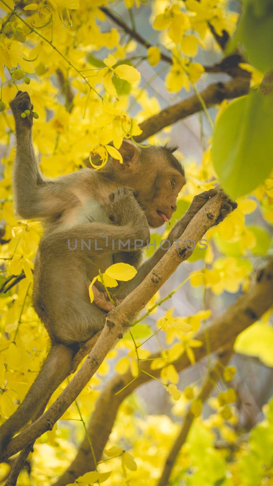 Portrait baby macaque on a Cassia fistula tree branch in  Thailand, South east asia. Yellow flowers of spring, happiness background concept.