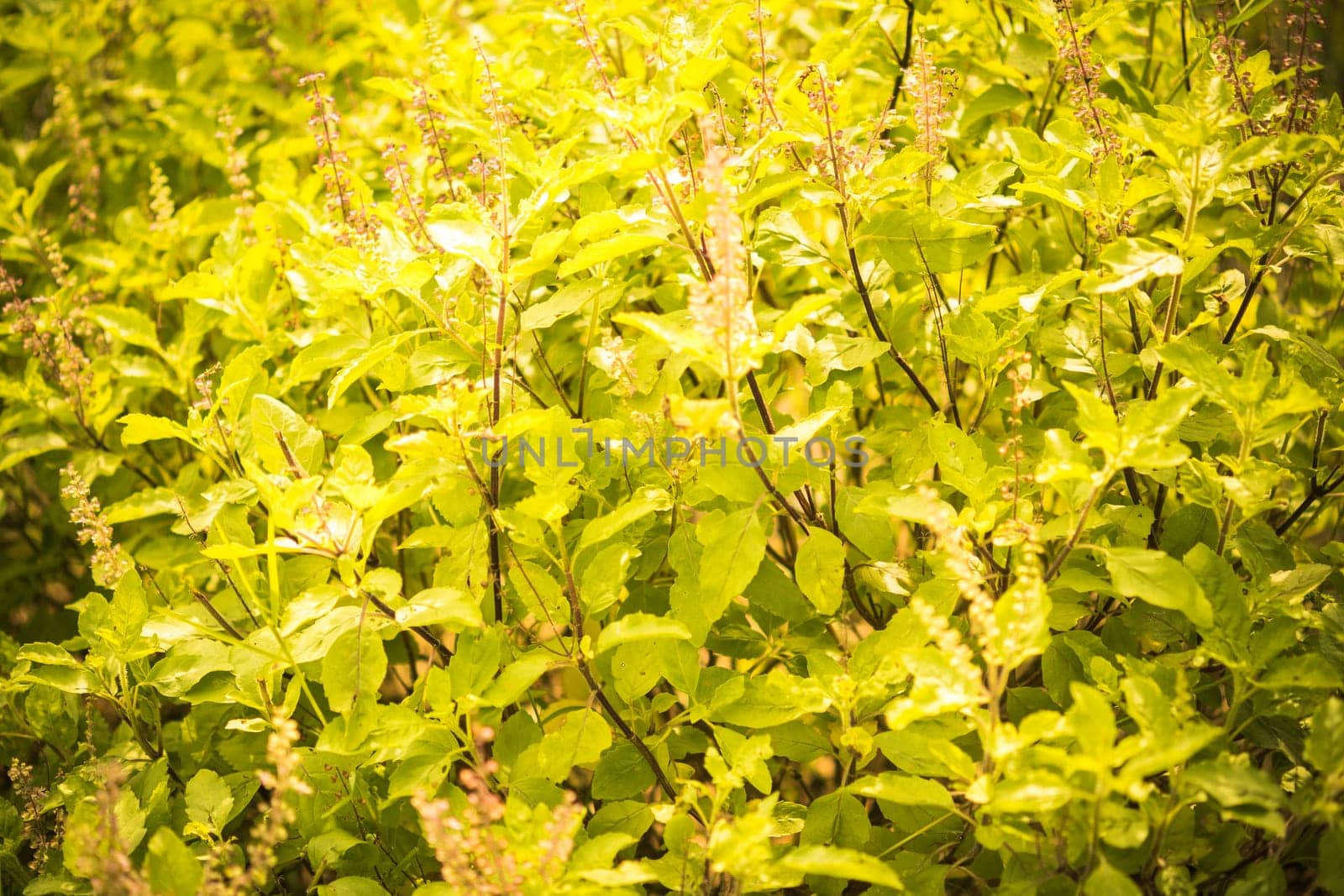 Nature backdrop. Beautiful Meadow with wild flowers.  summer country landscape with  meadow and sunbeam, Beautiful summer outdoor