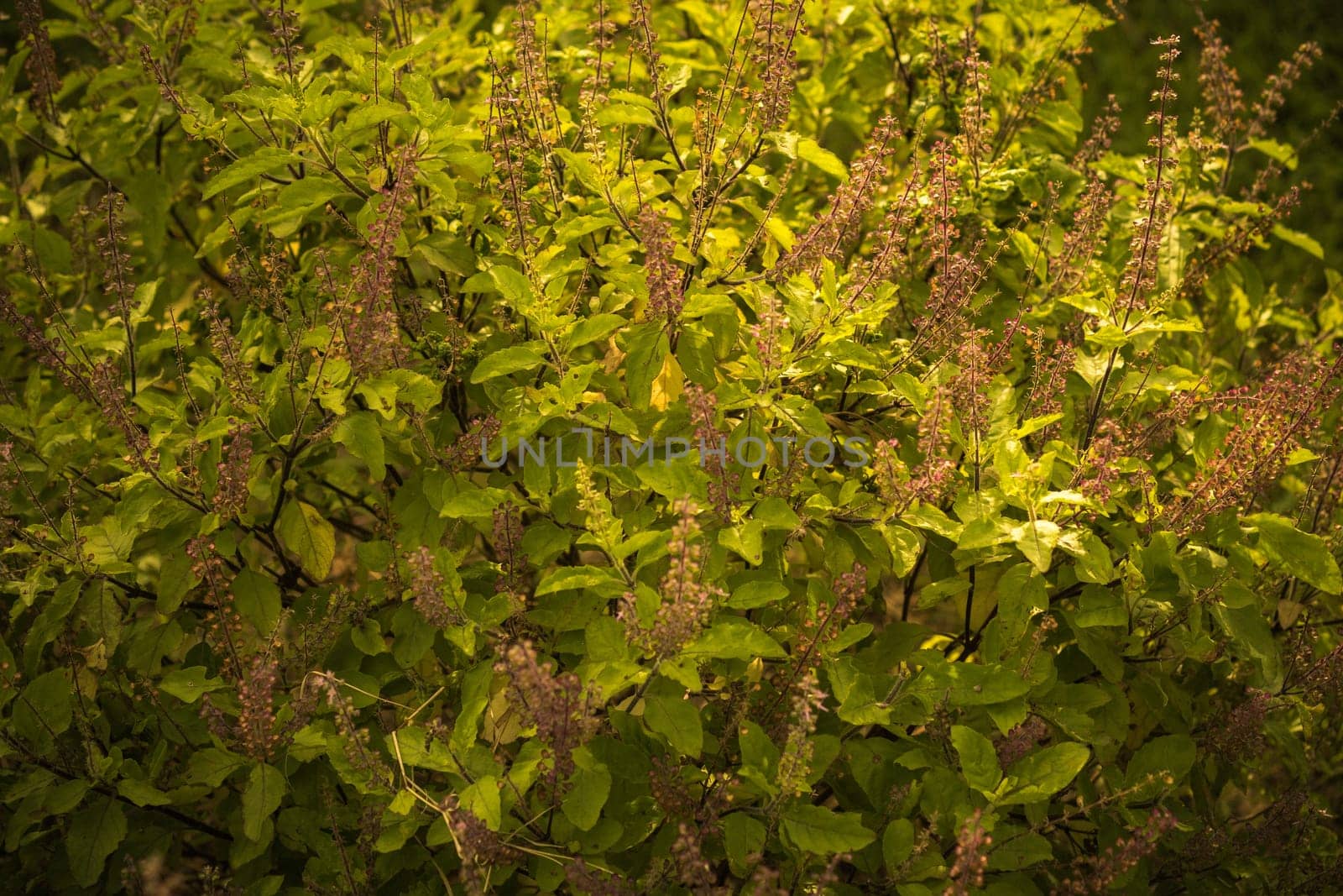Nature backdrop. Beautiful Meadow with wild flowers.  summer country landscape with  meadow and sunbeam, Beautiful summer outdoor