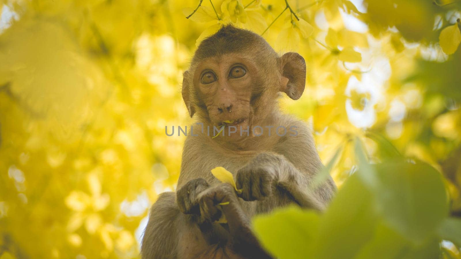 Portrait baby macaque on a Cassia fistula tree branch in  Thailand, South east asia. Yellow flowers of spring, happiness background concept.