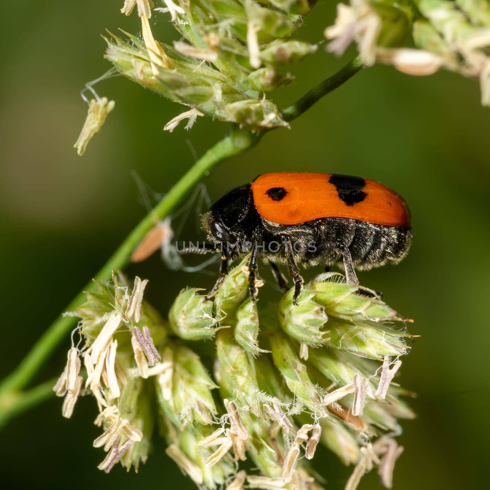 Side view of a small red ant bag beetle on flower against a blurred green background