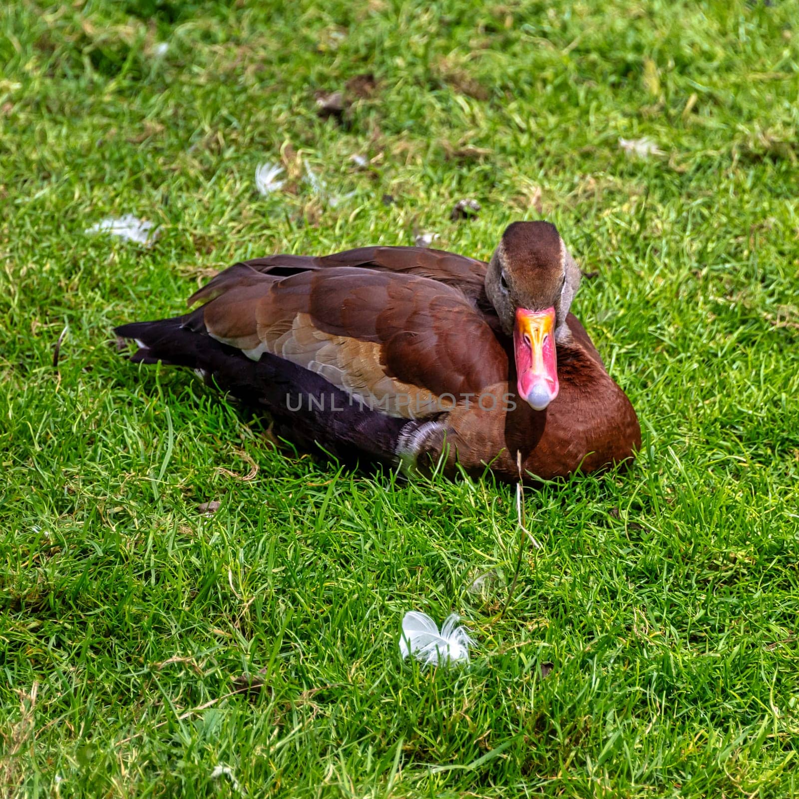 Black-bellied whistling duck (Dendrocygna autumnalis), formerly called the black-bellied tree duck
