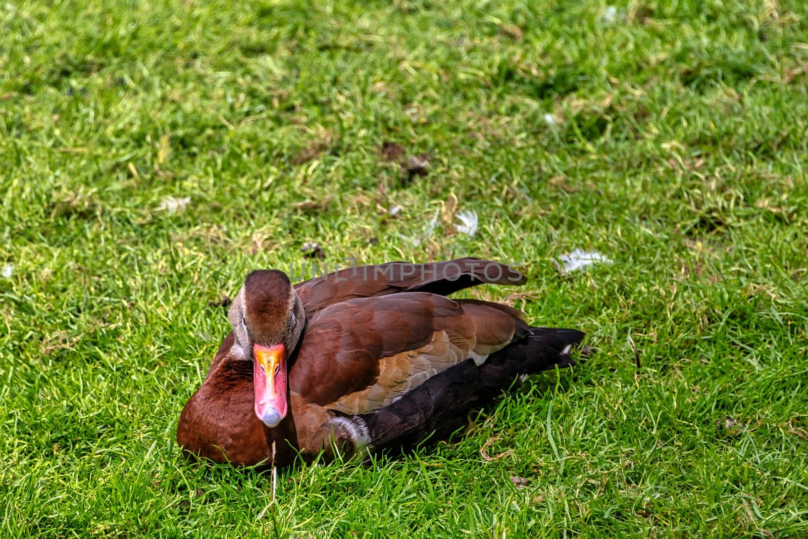 Black-bellied whistling duck (Dendrocygna autumnalis), formerly called the black-bellied tree duck