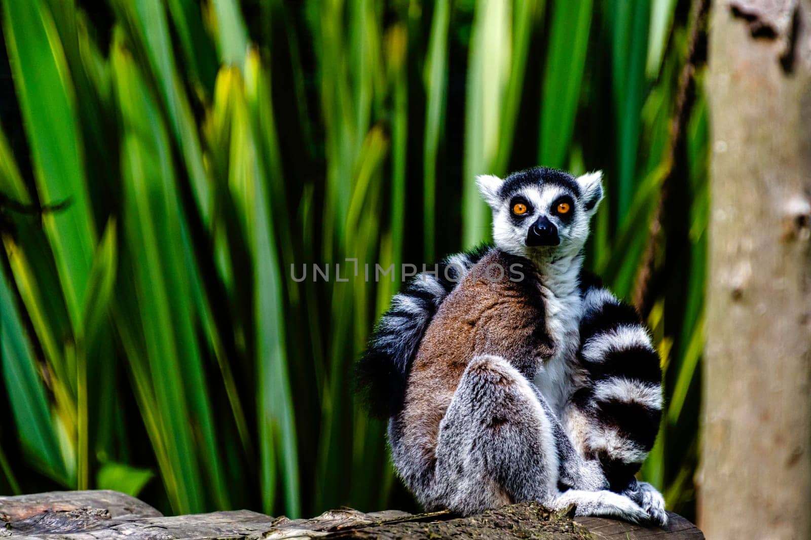 Ring-tailed lemur (Lemur catta) is a large strepsirrhine primate known as maky, maki or hira - Tsimanampetsotsa Nature Reserve, Madagascar