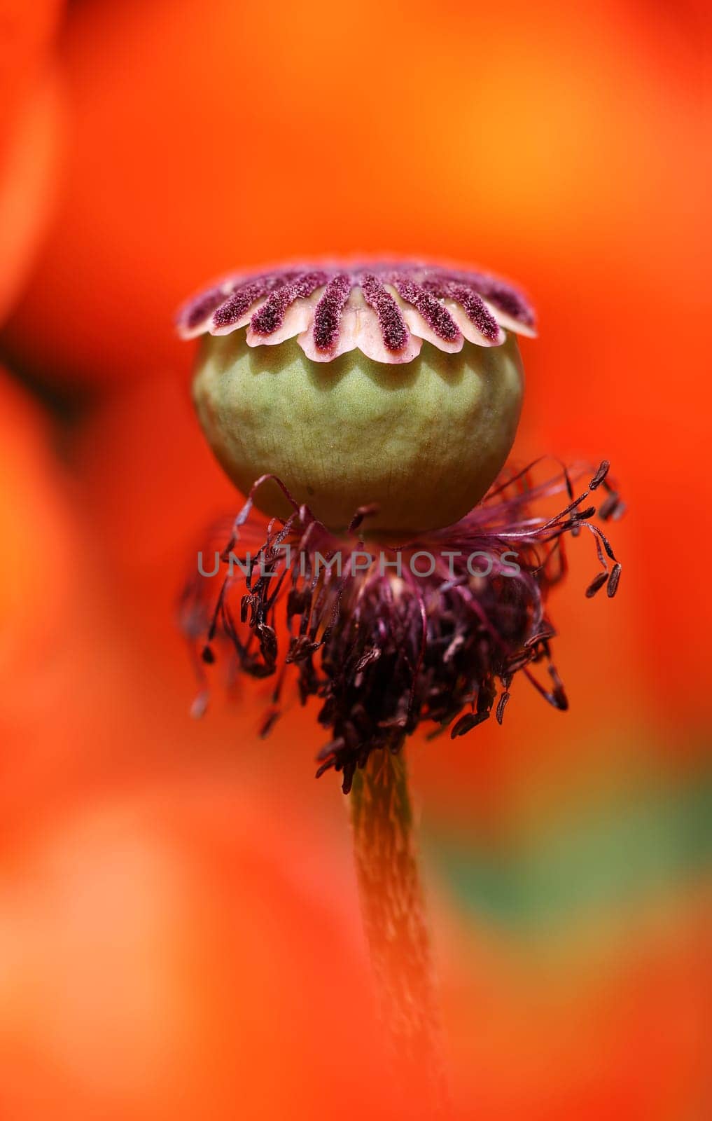 Macro shot of a single poppy seed capsule in the middle of the poppy field.