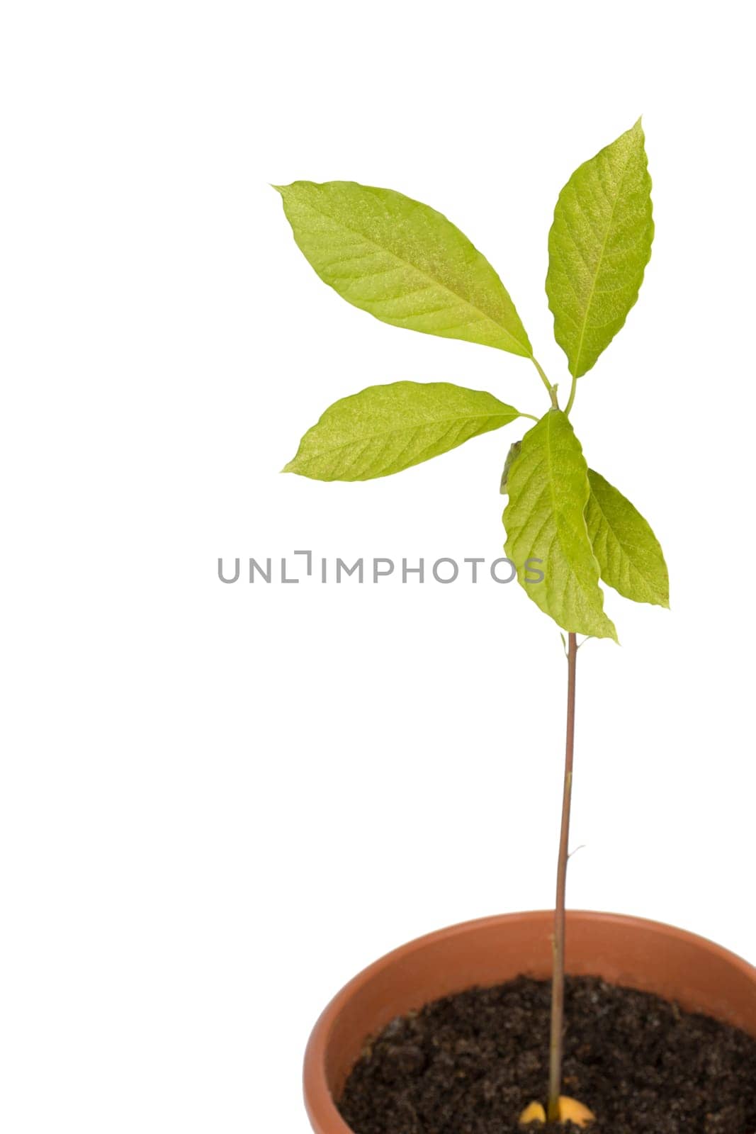 Young avocado plant in a pot isolated on white