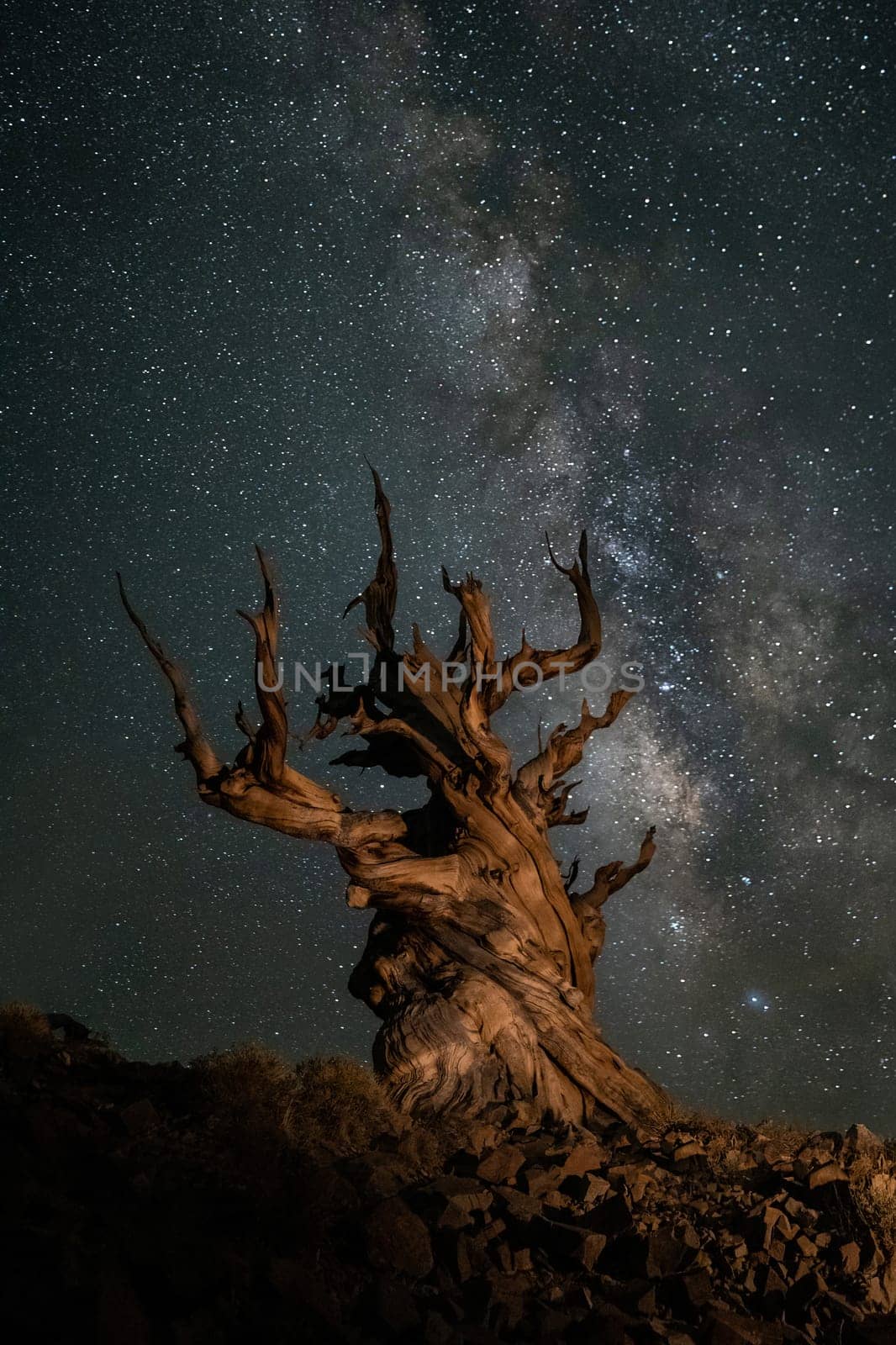 Milky Way With Ancient Tree from the Bristlecone Pine Forest California