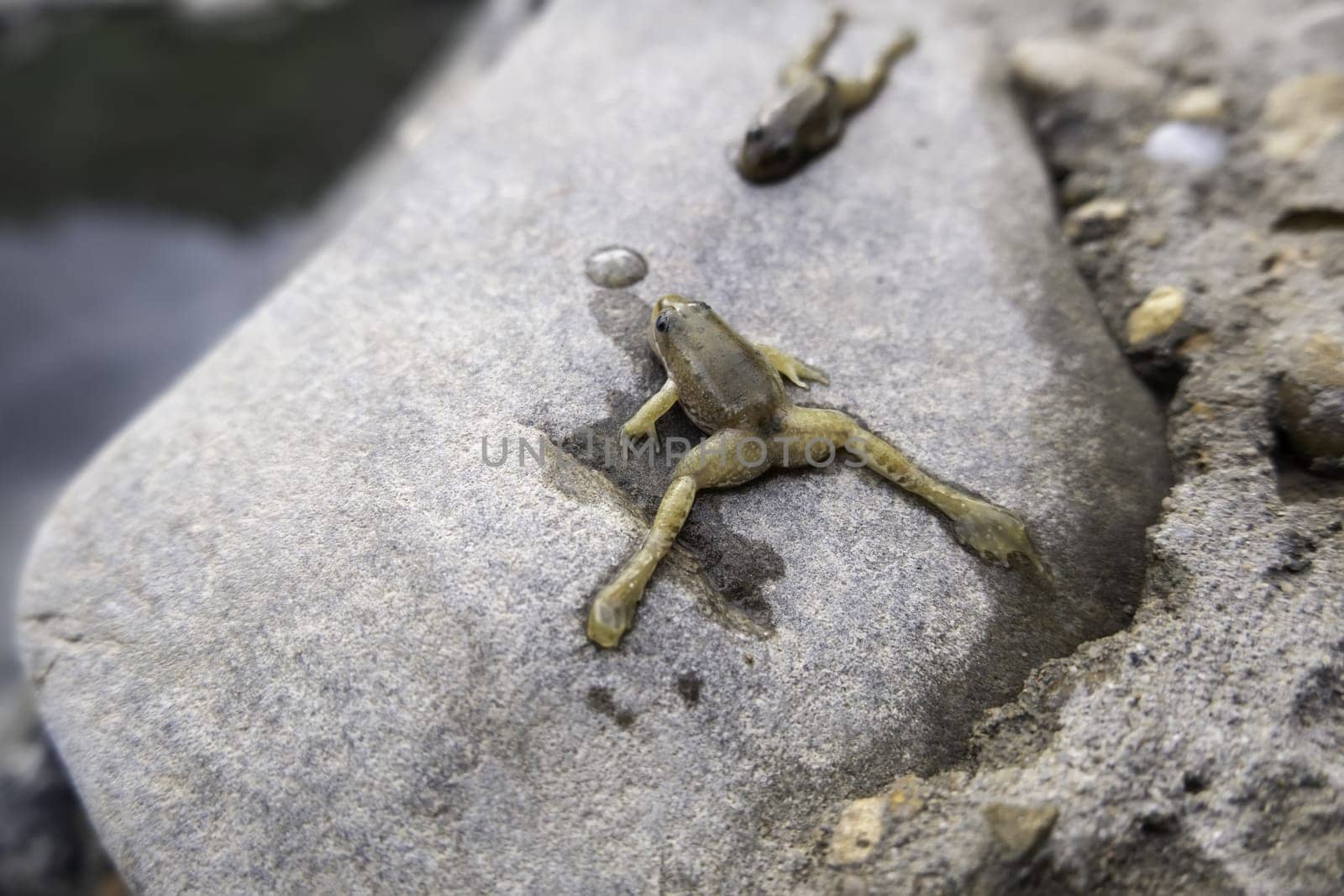 Detail of dead animals in a pond, disease and death