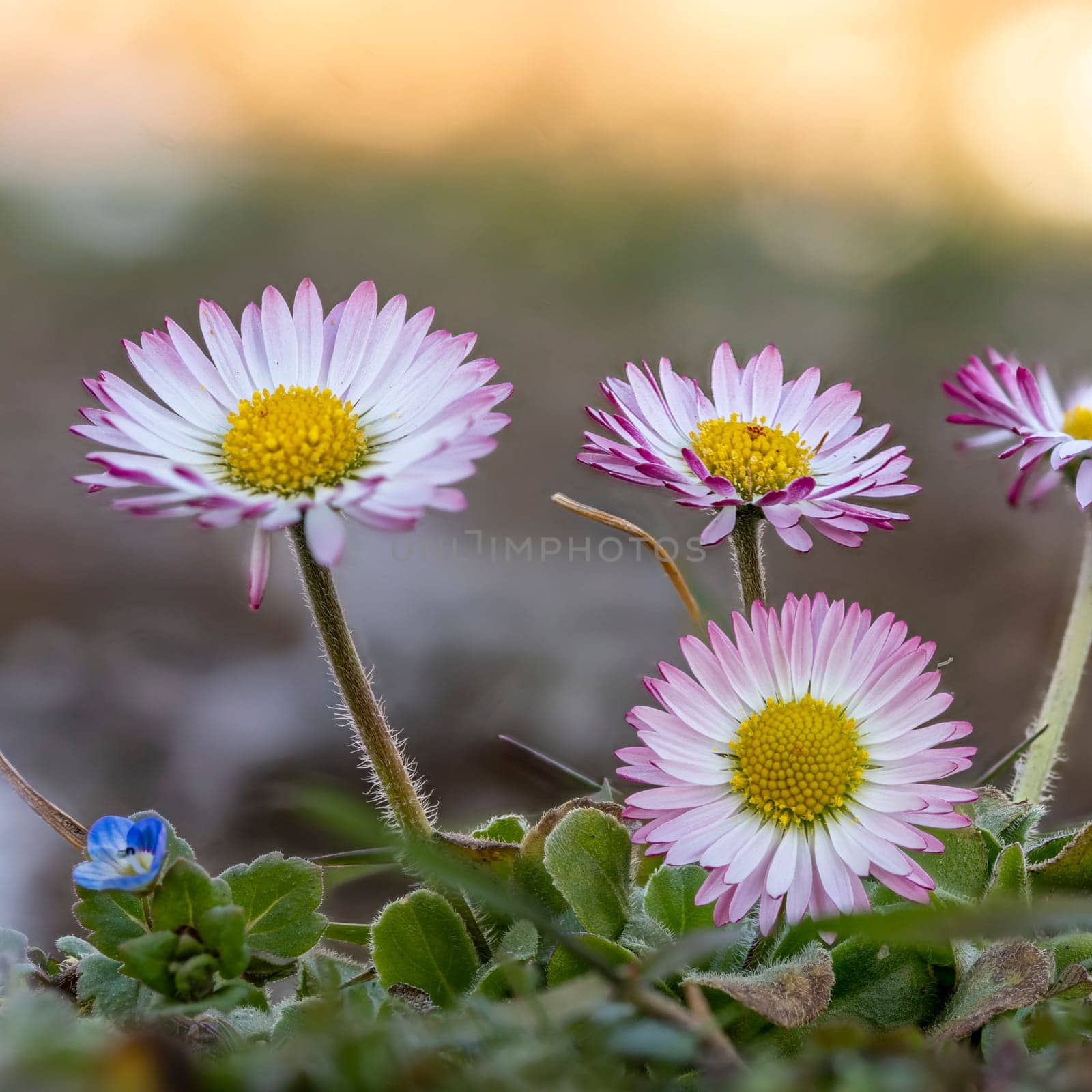 Macro shot of a group of red white daisies in the grass against a blurred background