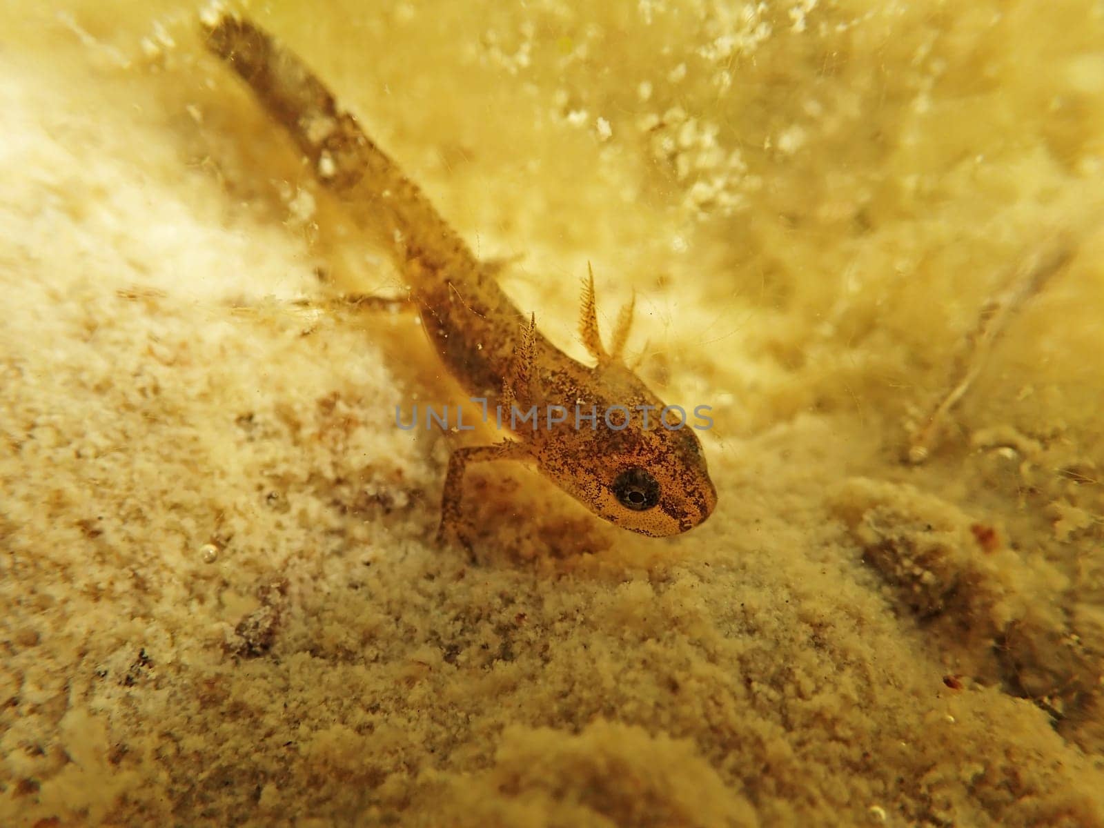 Underwater photograph of a young newt in a pond. Older larva of a mountain newt