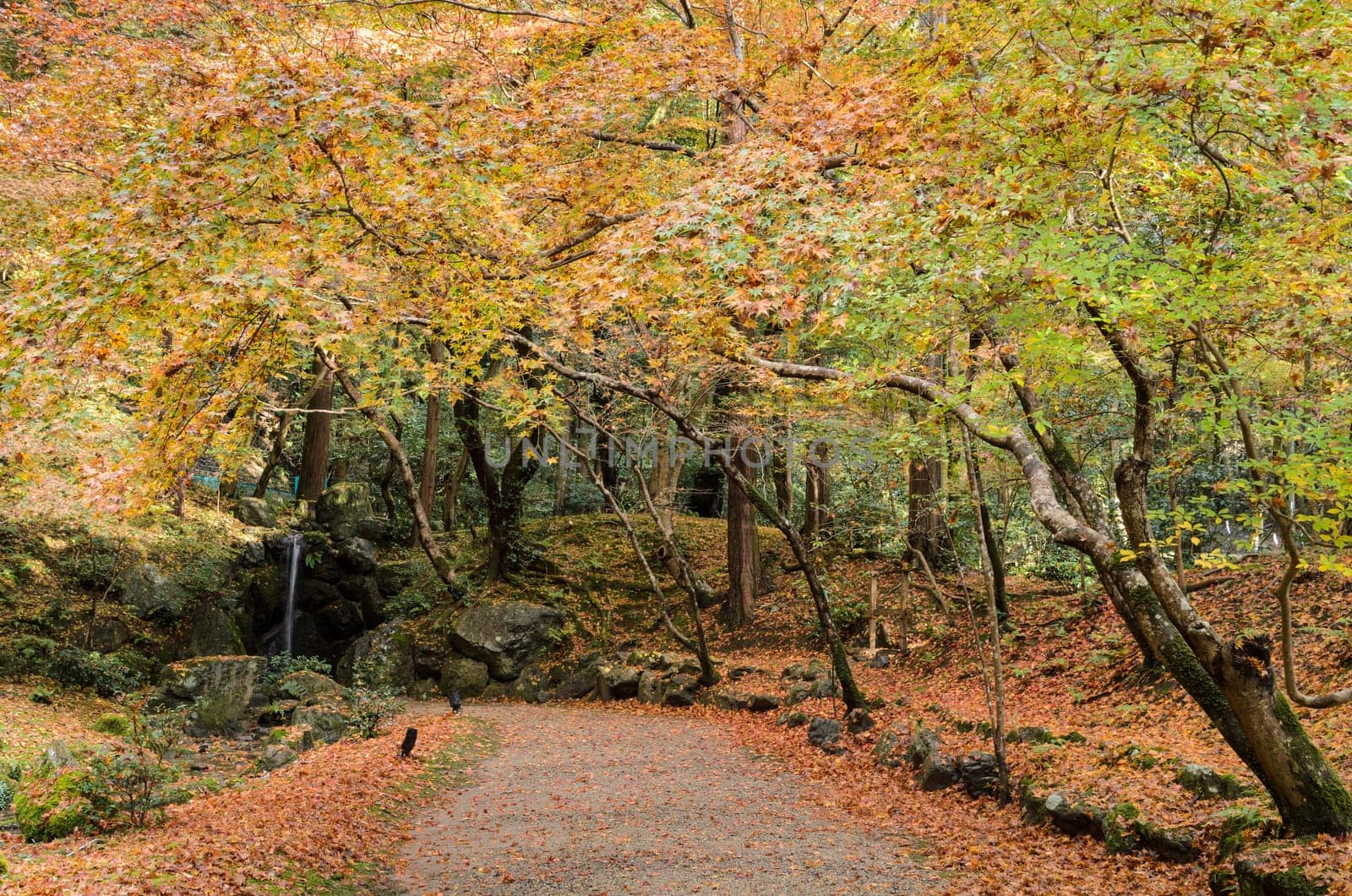 Autumn colored foliage garden with small waterfall at Daigo-ji temple in Kyoto, Japan
