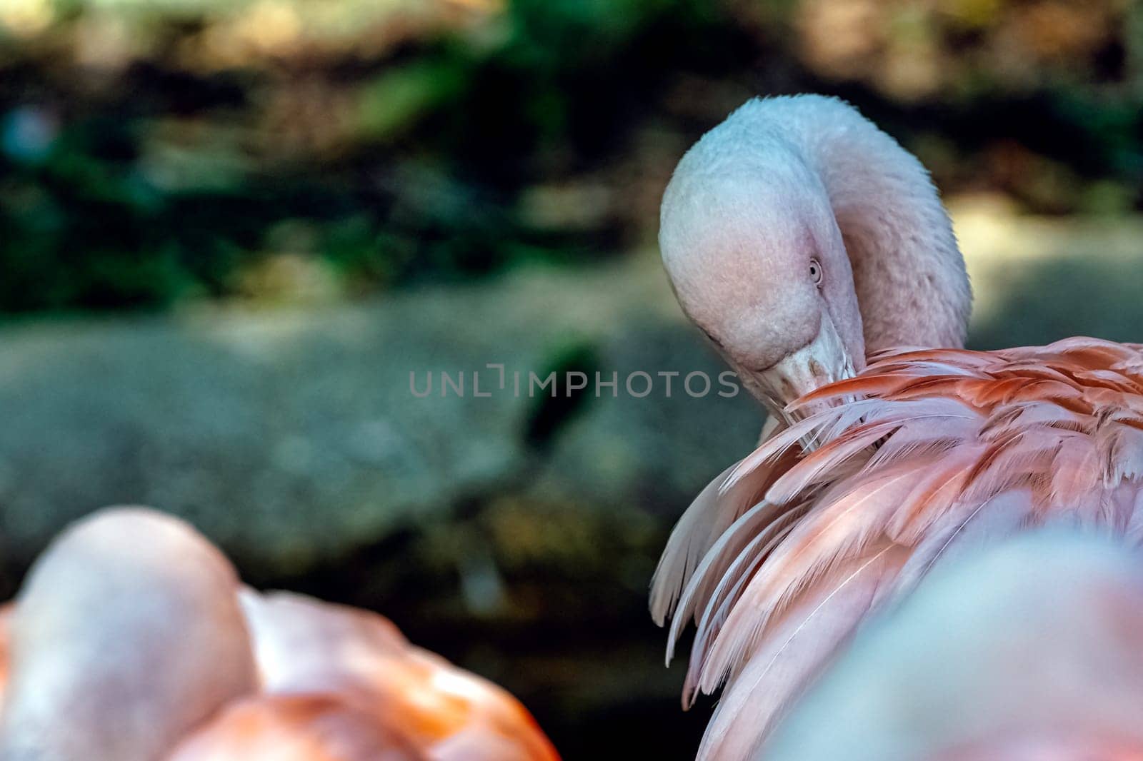 Greater flamingo (Phoenicopterus roseus) is the most widespread and largest species of the flamingo family
