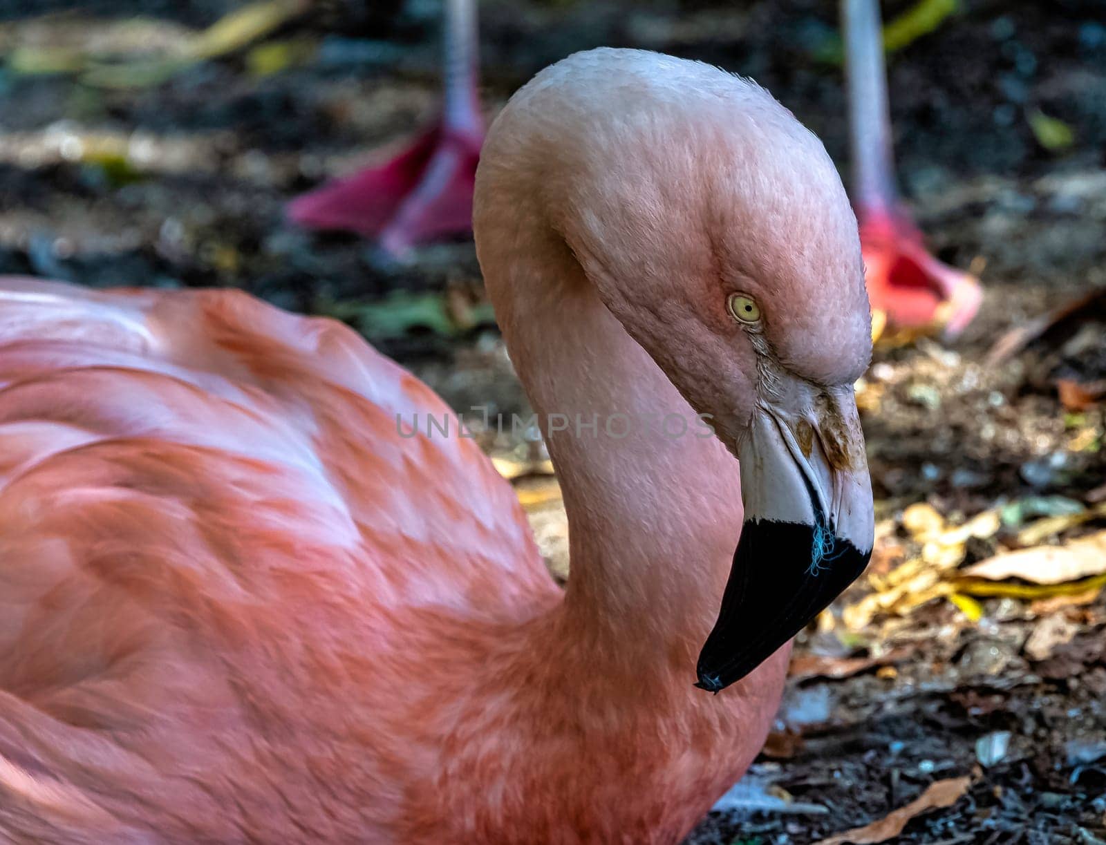 Greater flamingo (Phoenicopterus roseus) is the most widespread and largest species of the flamingo family