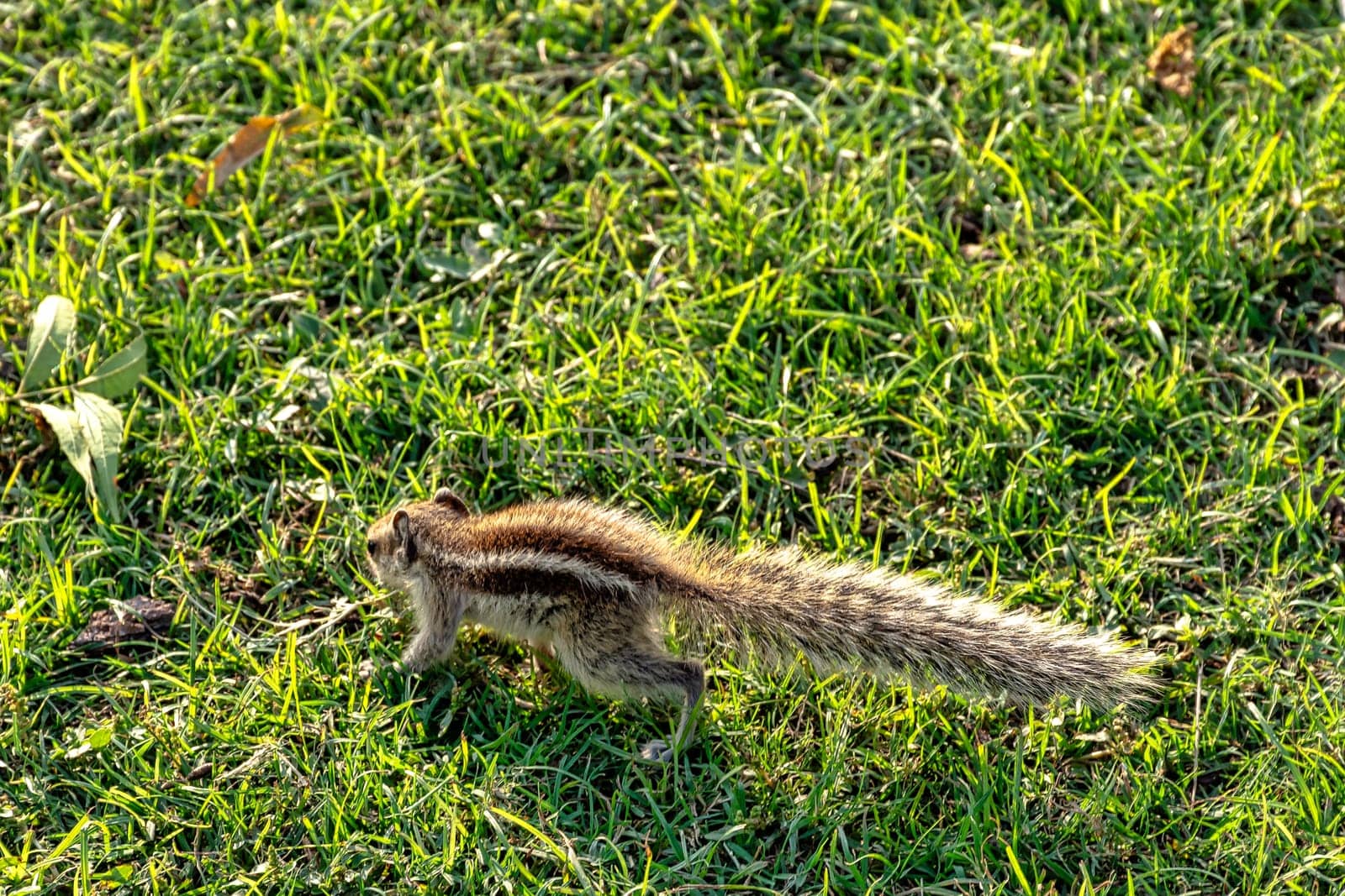 Indian palm squirrel or three-striped palm squirrel (Funambulus palmarum) - New Delhi, India