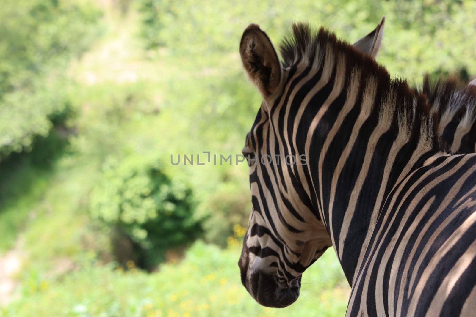 beautiful zebras wild animals herbivores fast stripes