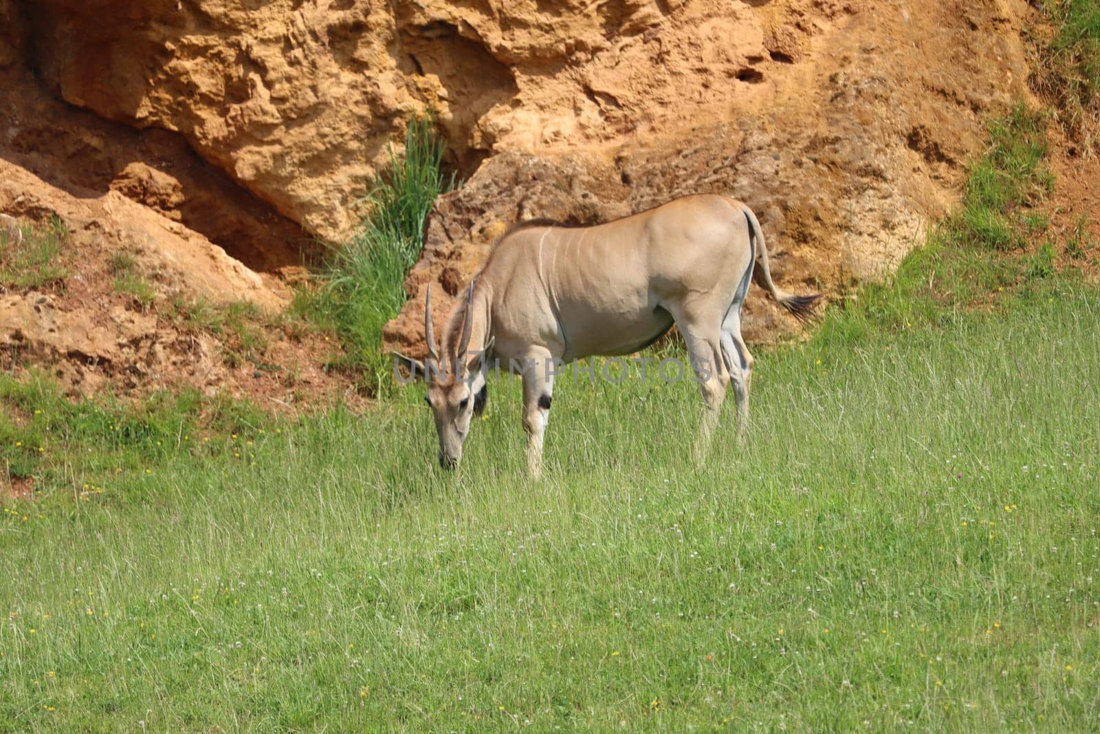 beautiful animals of different type variety nature example of life