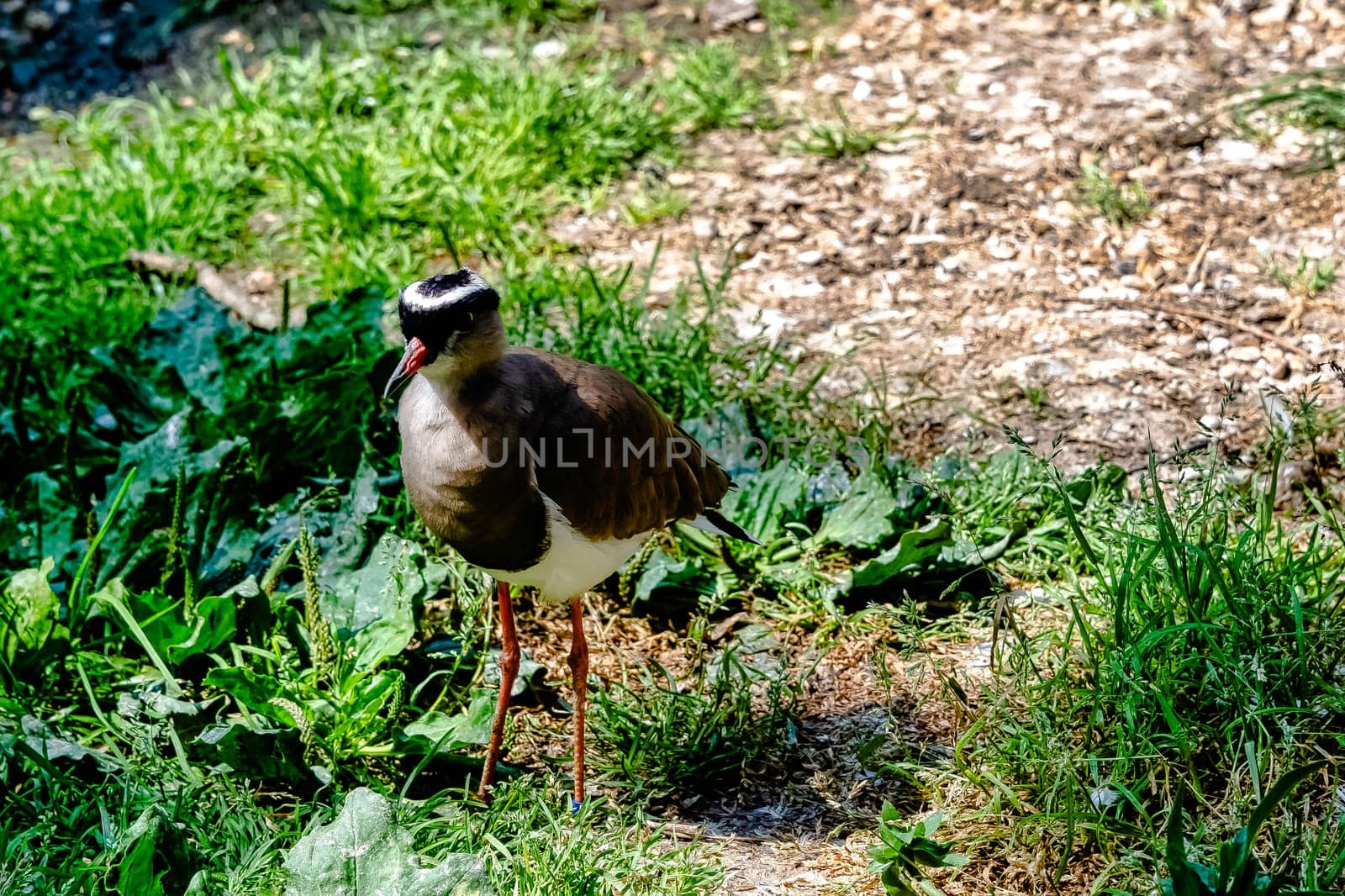 Crowned lapwing (Vanellus coronatus), known as crowned plover - Kenya