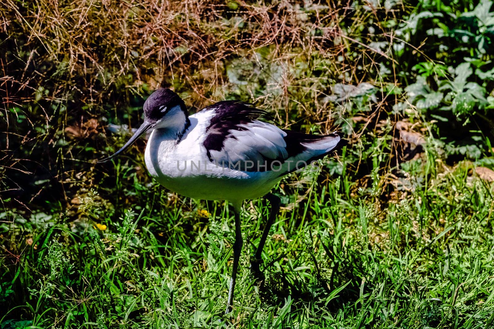 Pied avocet (Recurvirostra avosetta) - large black and white wader