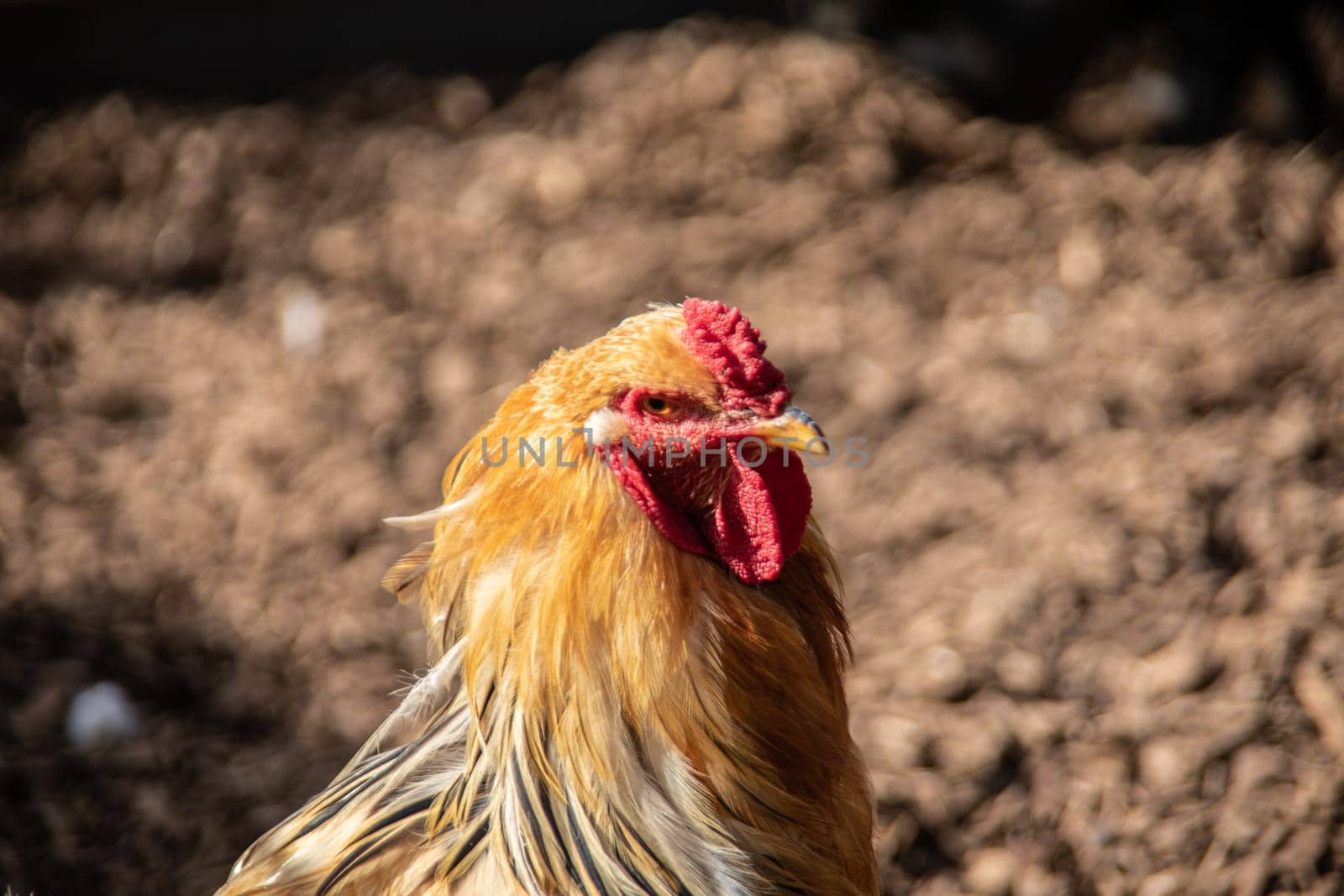 Chickens peck at the meadow for food