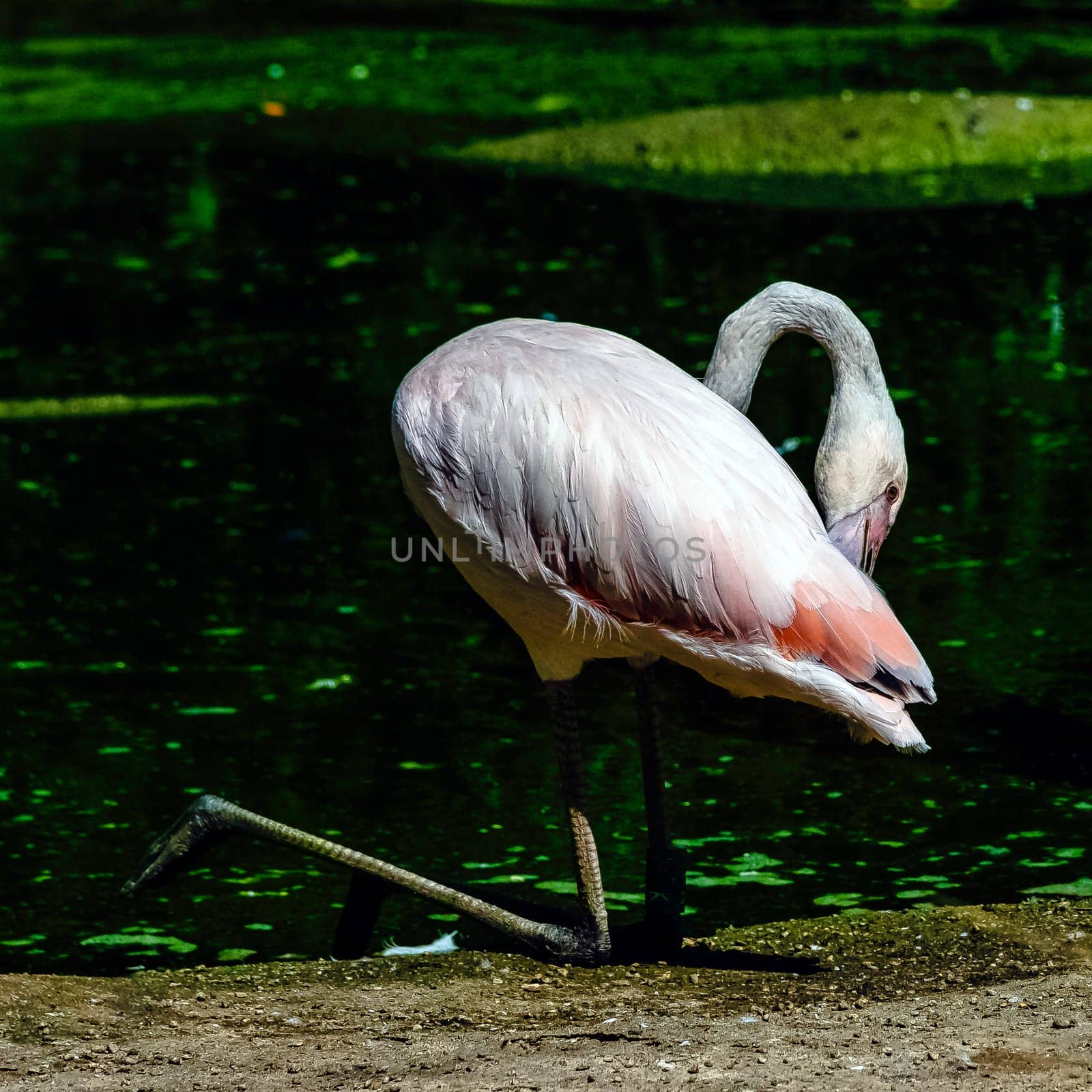 Greater flamingo (Phoenicopterus roseus) is the most widespread and largest species of the flamingo family