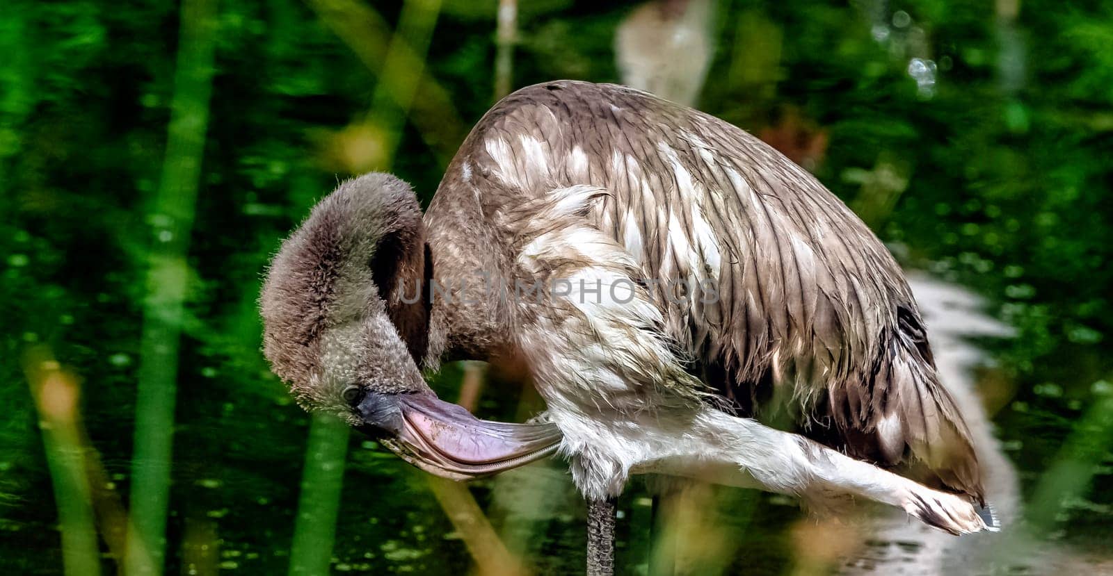 Greater flamingo baby (Phoenicopterus roseus) is the most widespread and largest species of the flamingo family