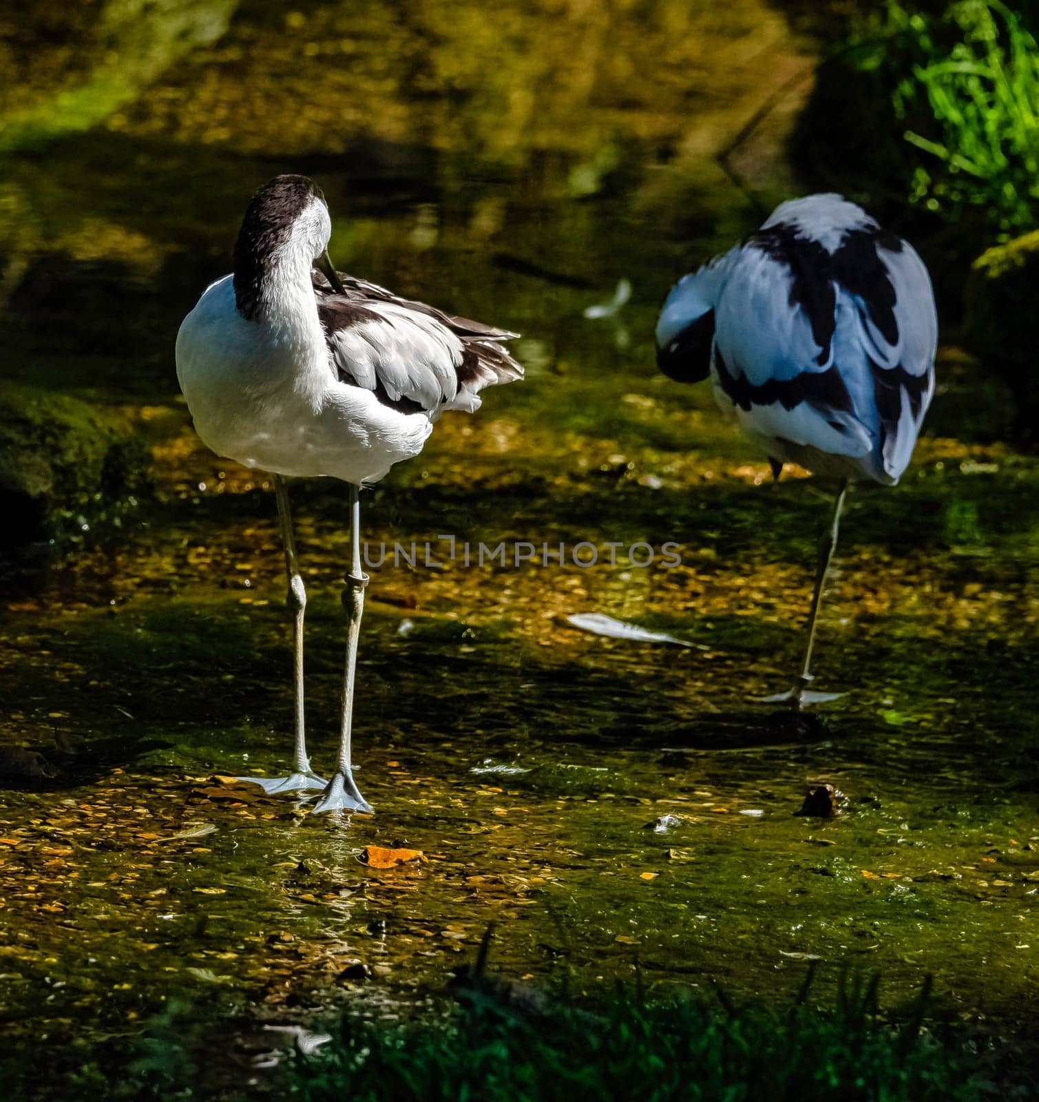 Pied avocet (Recurvirostra avosetta) - large black and white wader