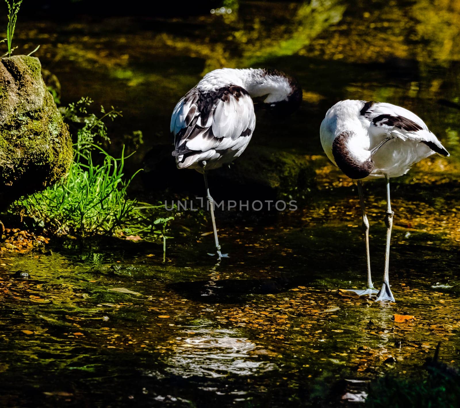 Pied avocet (Recurvirostra avosetta) - large black and white wader