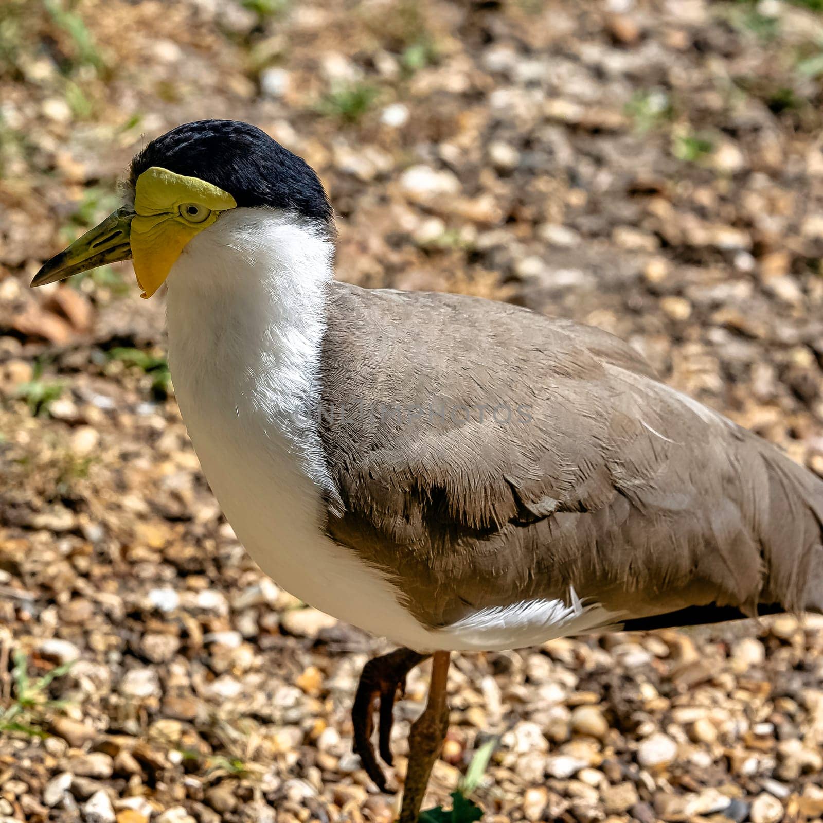 Vanellus miles known as masked lapwing, masked or spur-winged plover is a large, common and conspicuous bird native to Australia
