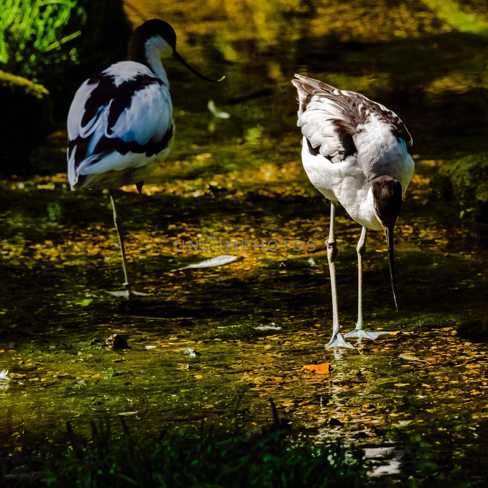 Pied avocet (Recurvirostra avosetta) - large black and white wader