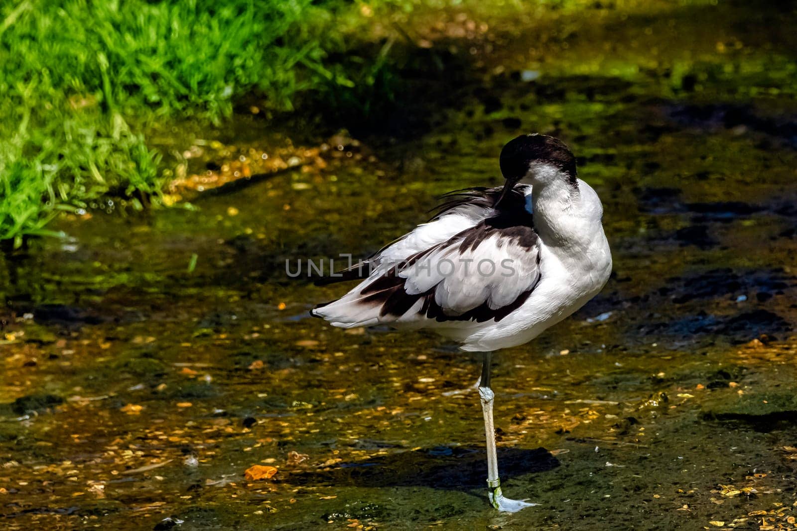 Pied avocet (Recurvirostra avosetta) - large black and white wader