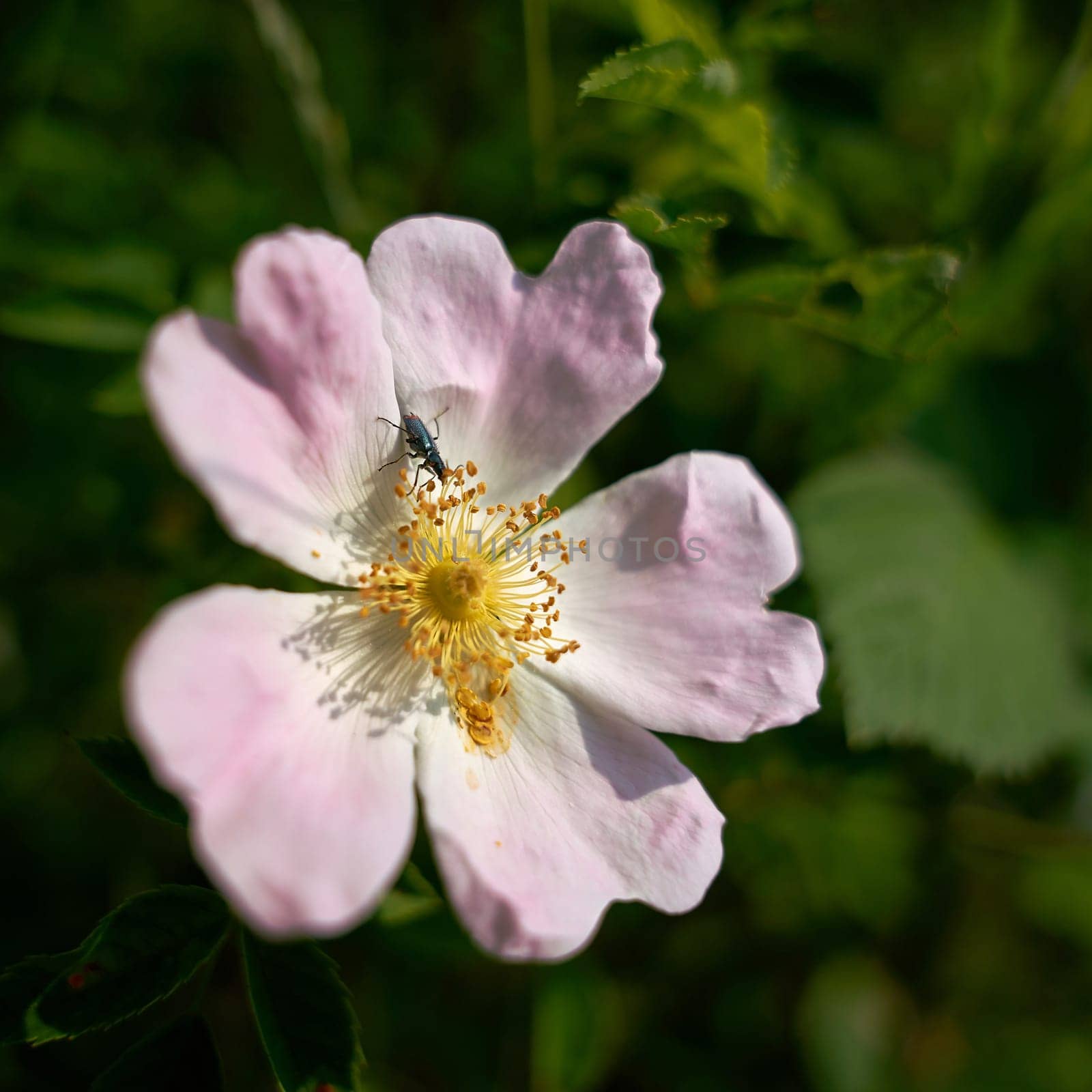 Green false oil beetle (Oedemera nobilis) on the flower of a hedge rose in spring