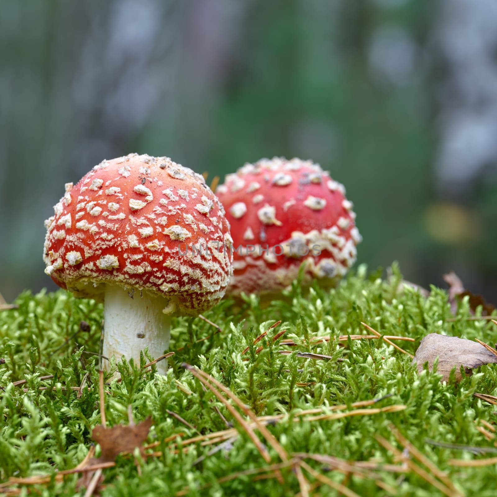 Toadstools (Amanita muscaria) grow on the forest floor in autumn