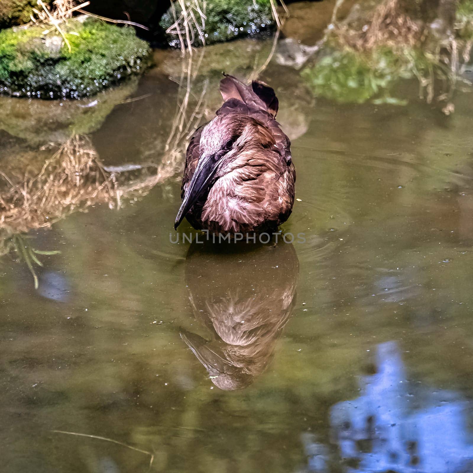 Scopus umbretta known as hamerkop is a medium-sized African wading bird
