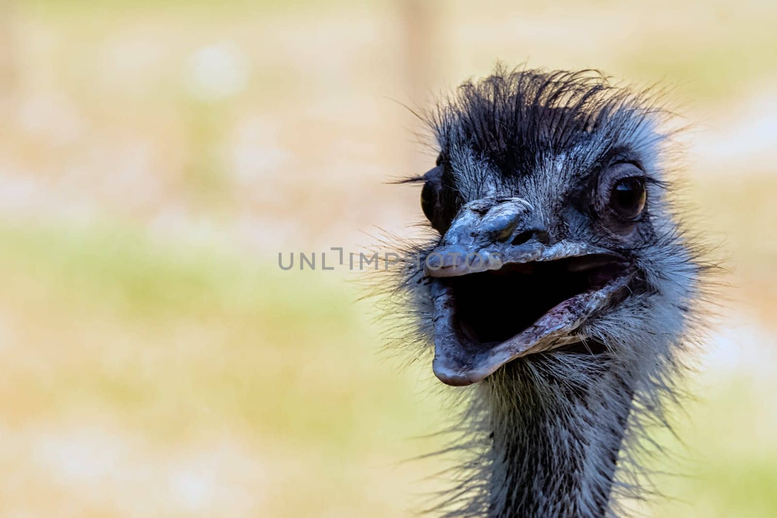Wild female common ostrich (Struthio camelus)