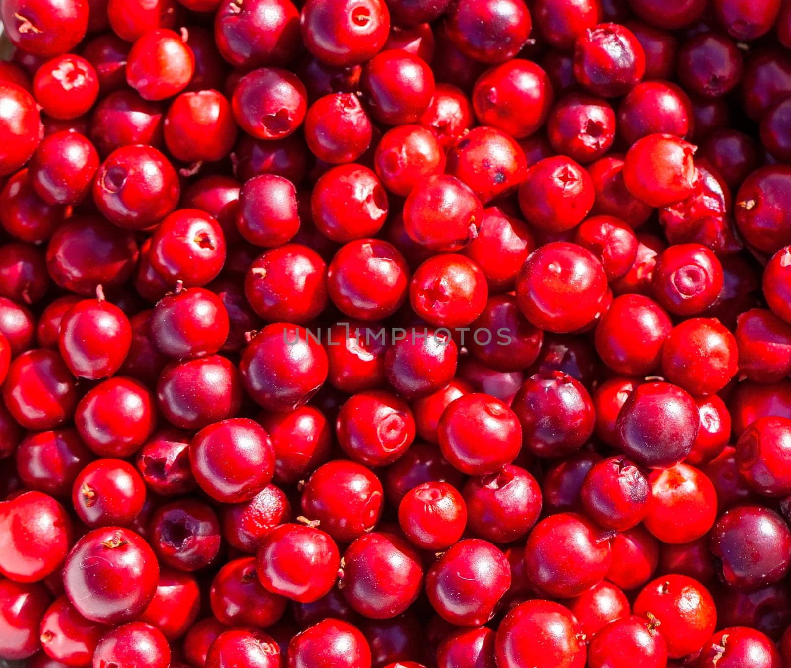 The close-up of red  lingonberry. Abstract natural pattern, texture, background