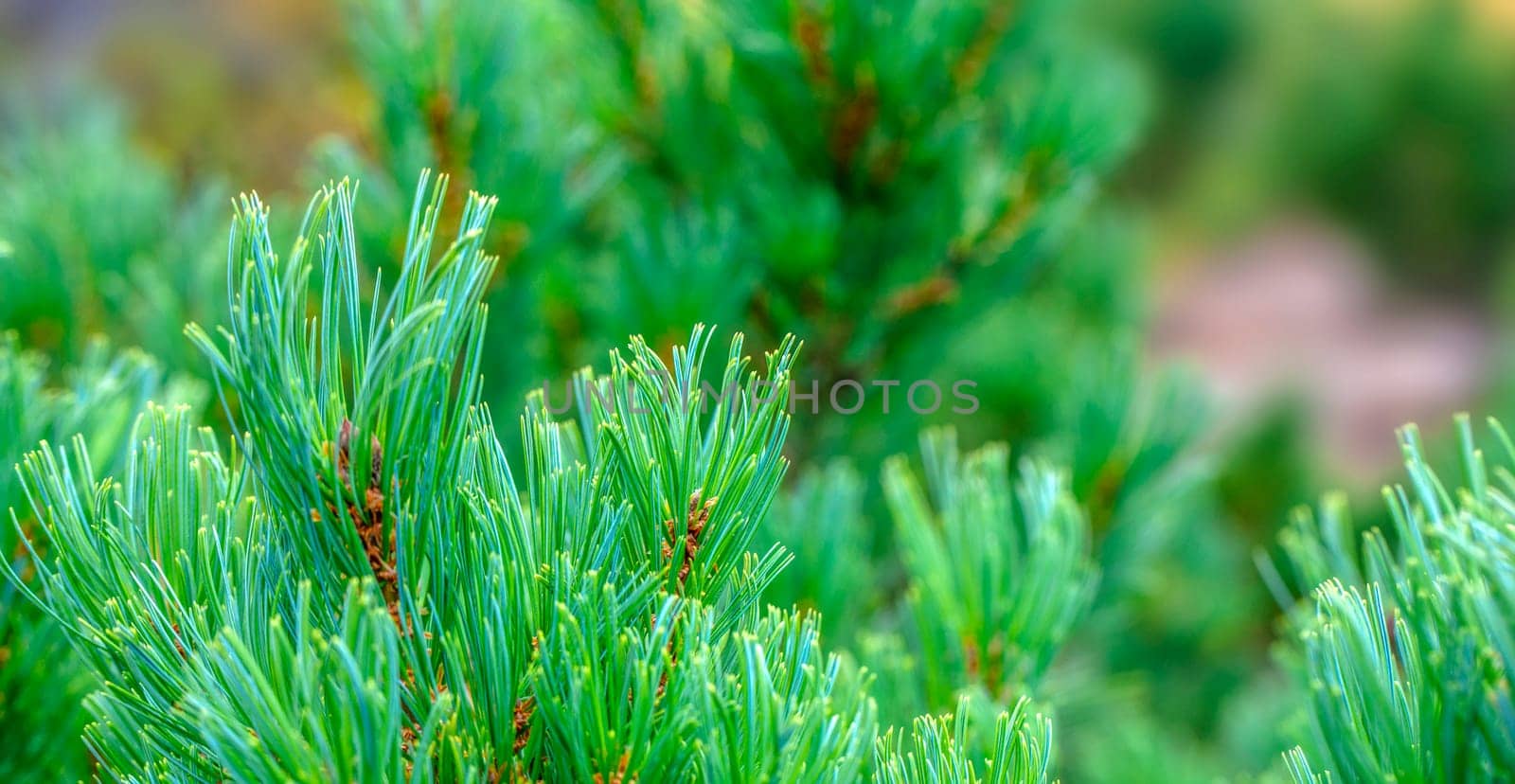 The beautiful  green pine brancheh. Close up. Selective focus