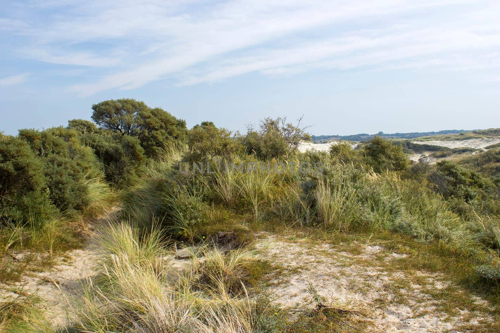 the dunes landscape in Haamstede, Zeeland in the Netherlands