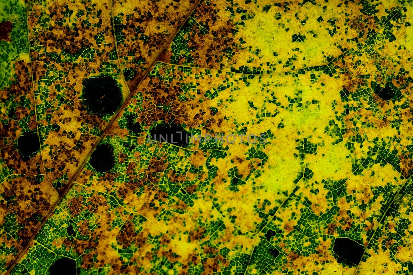 autumnal colored leaf in a macro