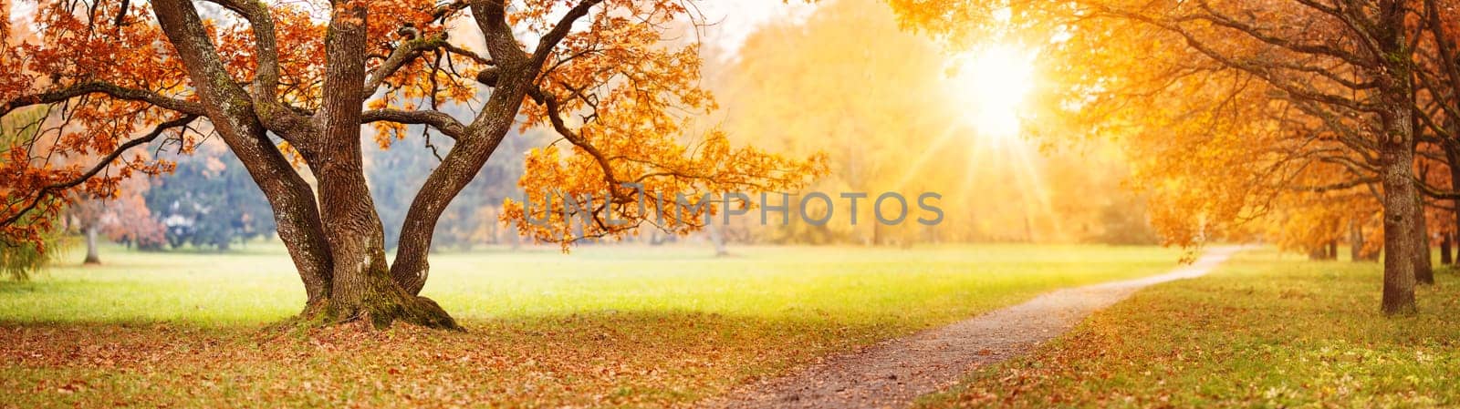 Beautiful oak tree in the autumnal park. Panoramic view of the natural park in autumn.