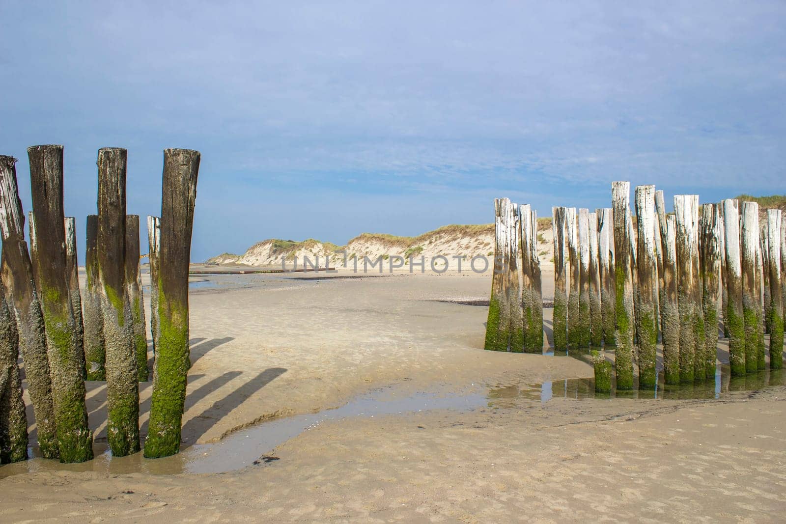 Wave breaker made of wooden stakes on the beach, Haamstede, Zeeland, Netherlands