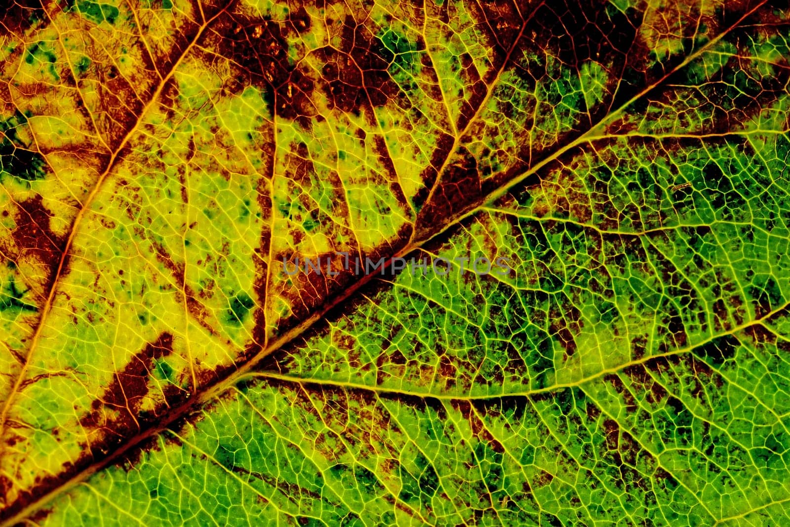 autumnal colored leaf in a macro