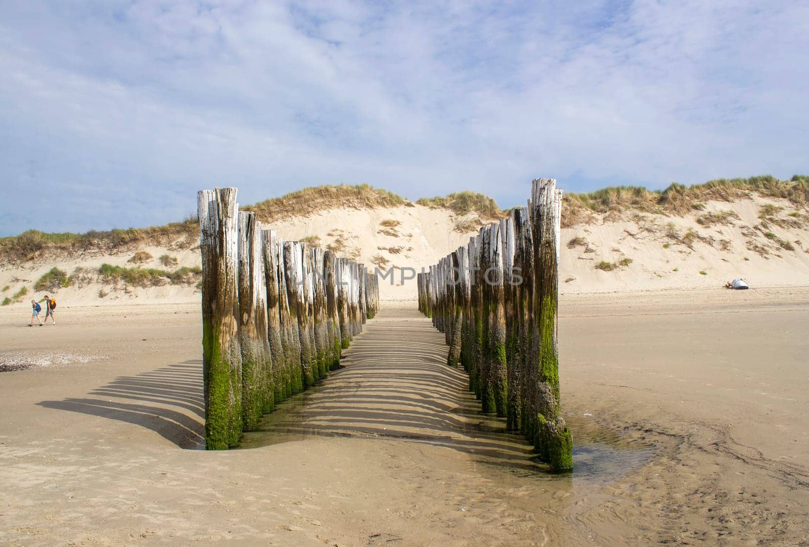 Wave breaker made of wooden stakes on the beach, Haamstede, Zeeland, Netherlands