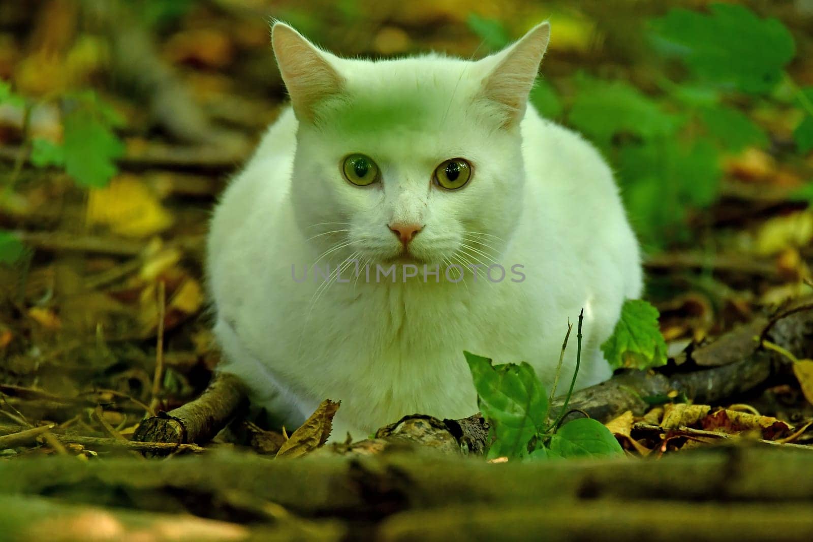 lying white cat watching me