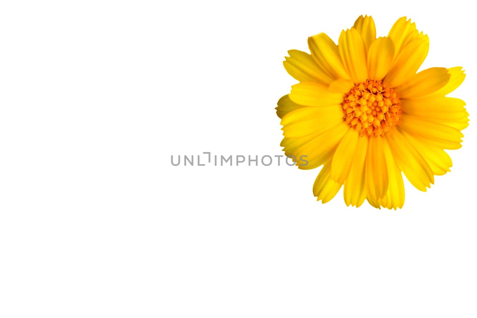 Calendula, medicinal plant on a black, empty background
